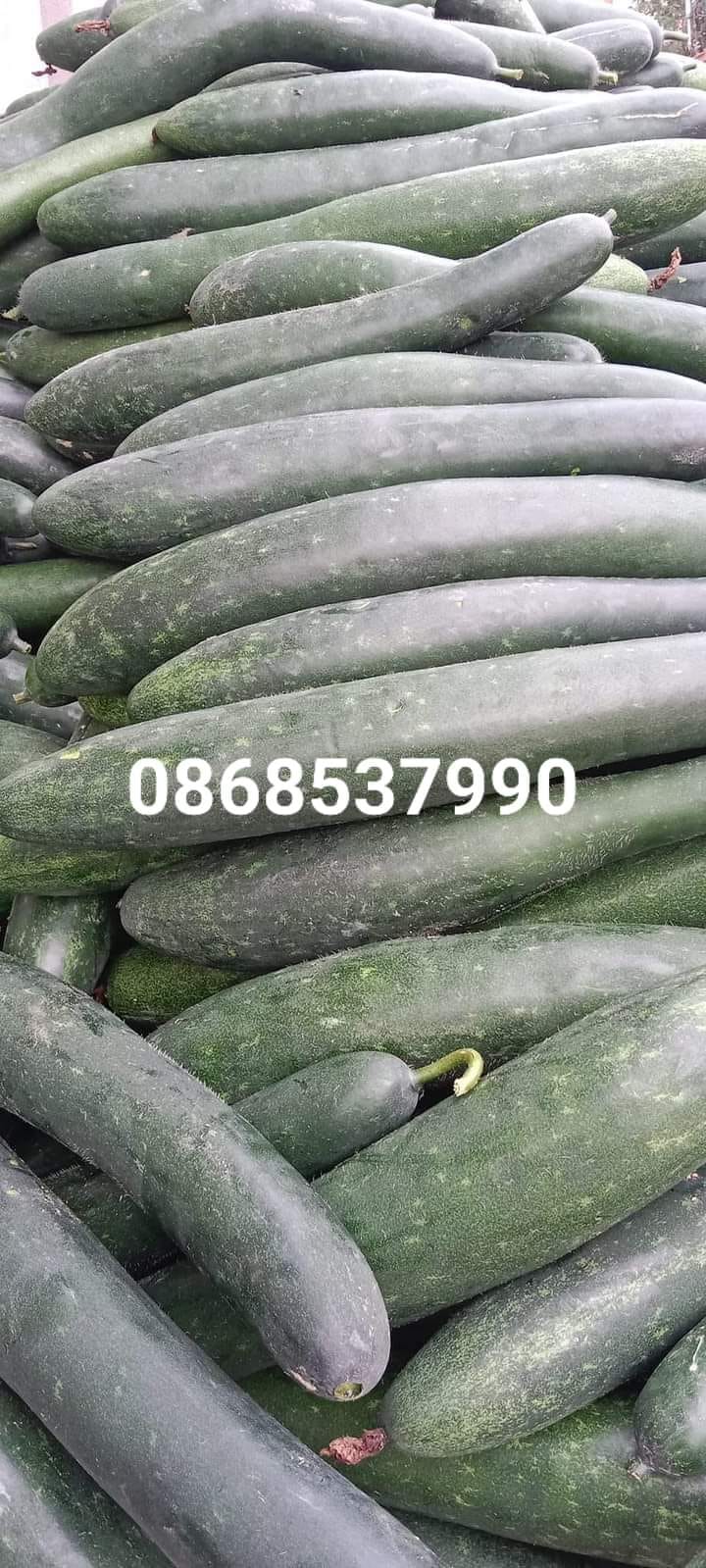 bí đao 1