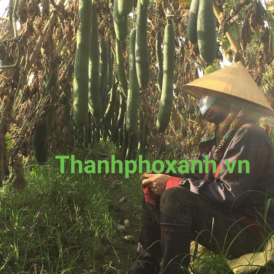 bí vườn_8