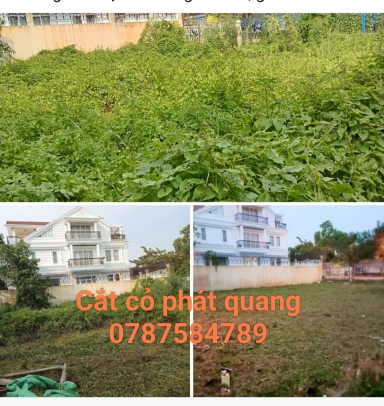 cát co_3