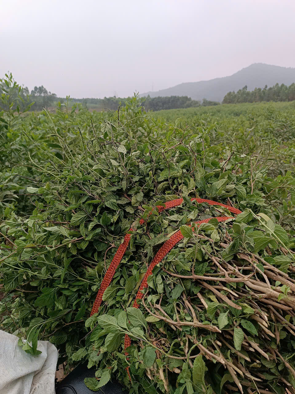 cây đuoi chuọt_2