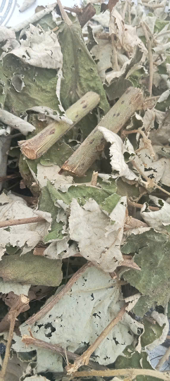 cây-mâm-xoi-kho