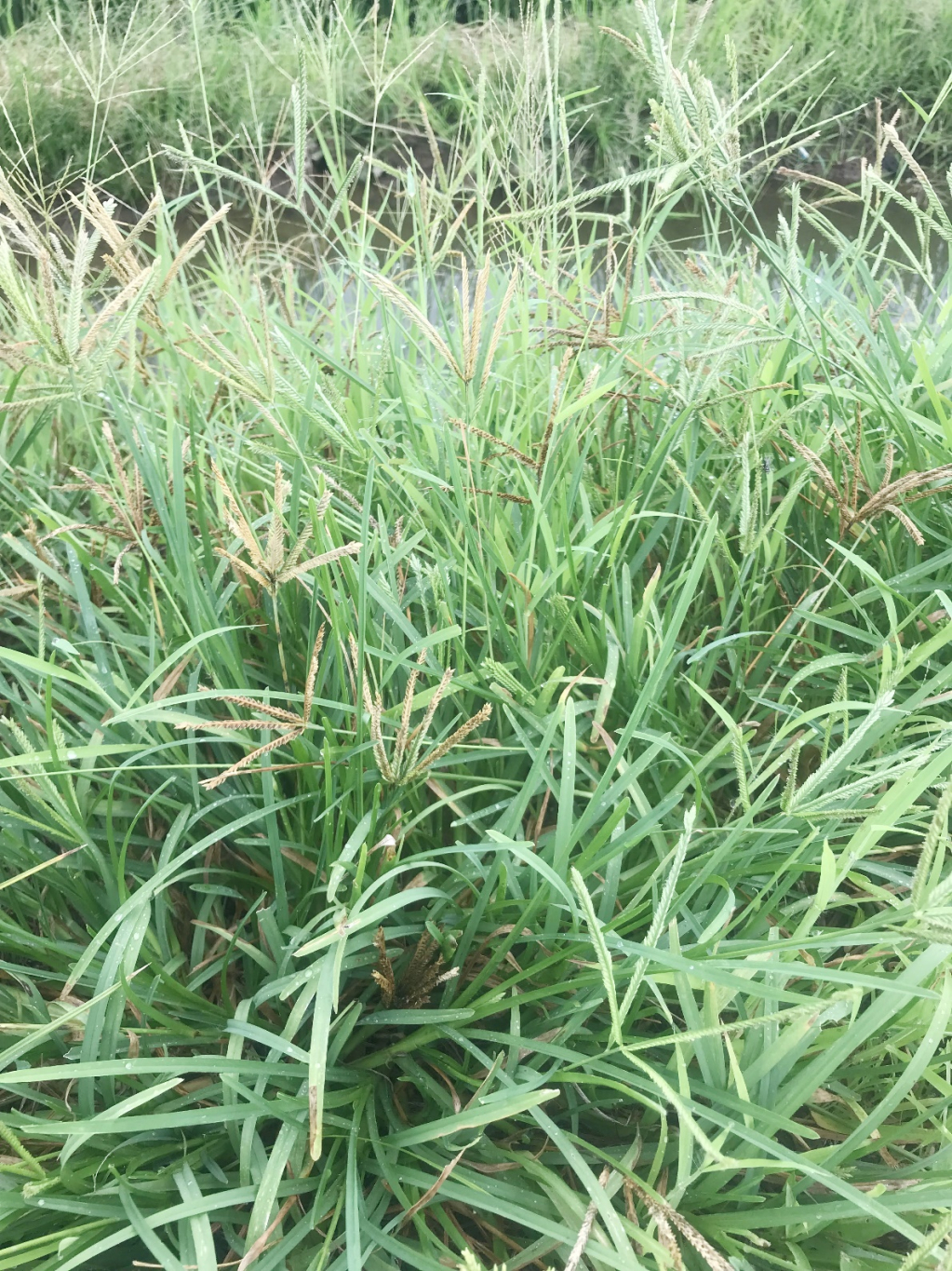 cỏ mần tràu 1