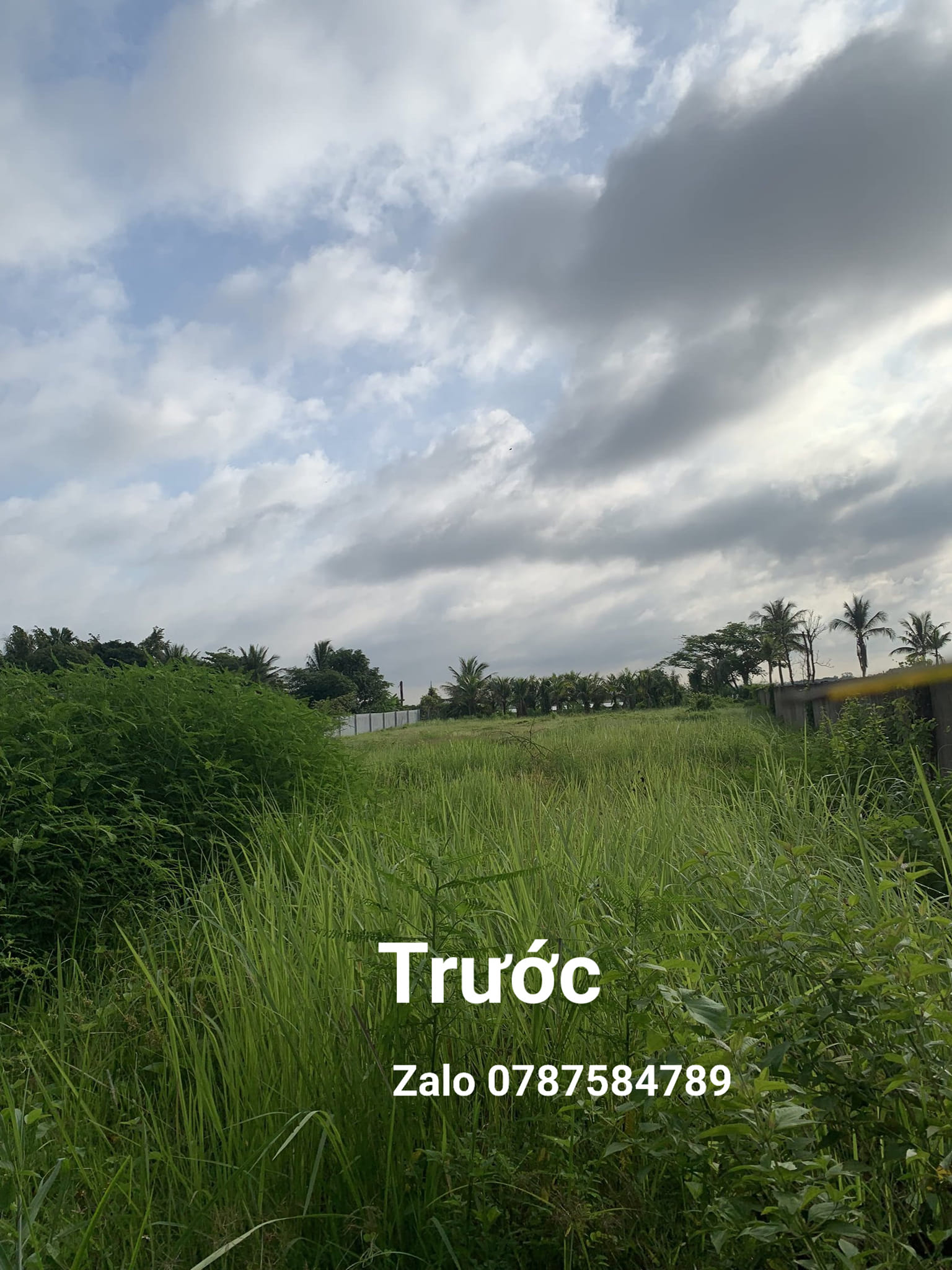 cỏ_1