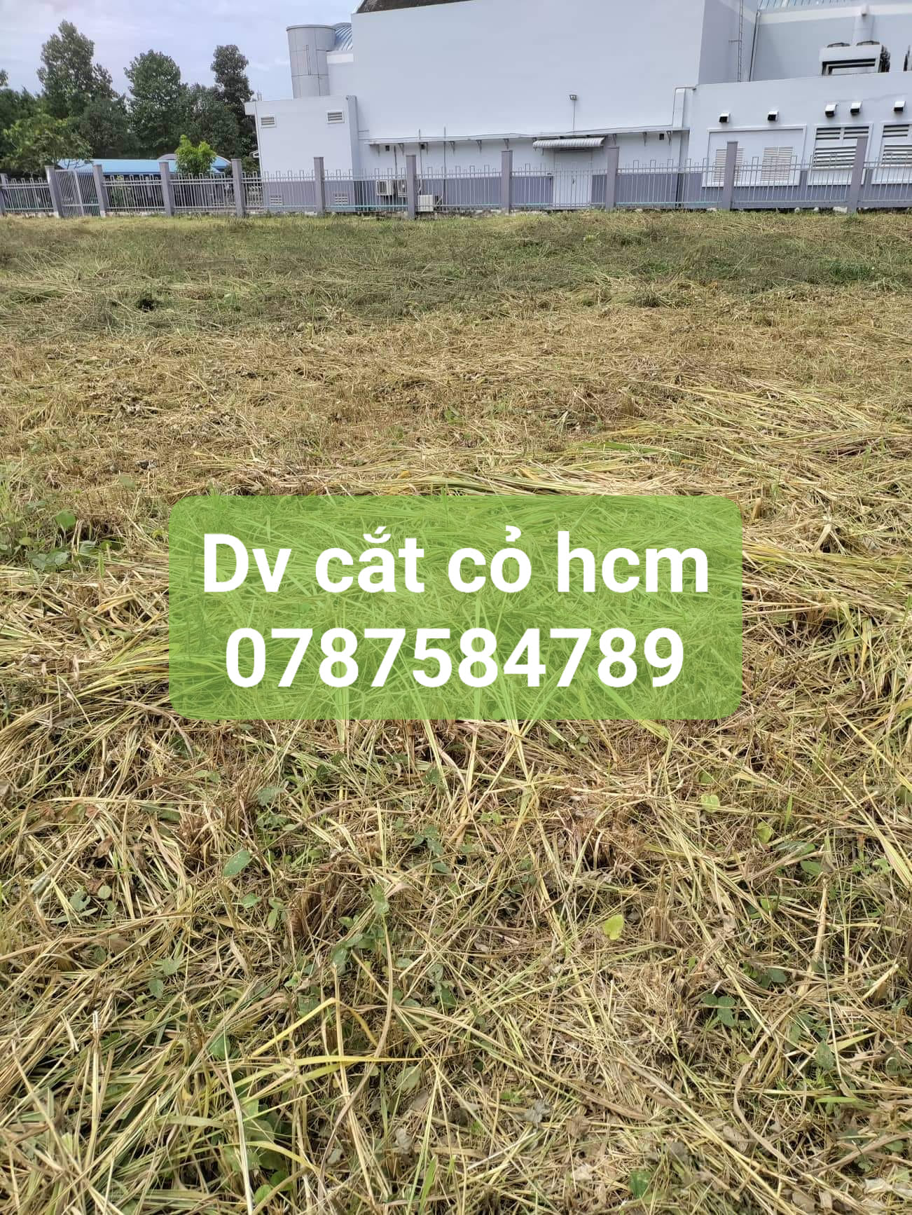 cat cohoang