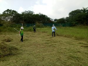 cắt cỏ phát hoang quận 9