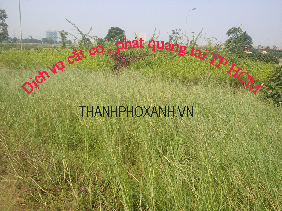dịch vụ cắt cỏ sài gòn
