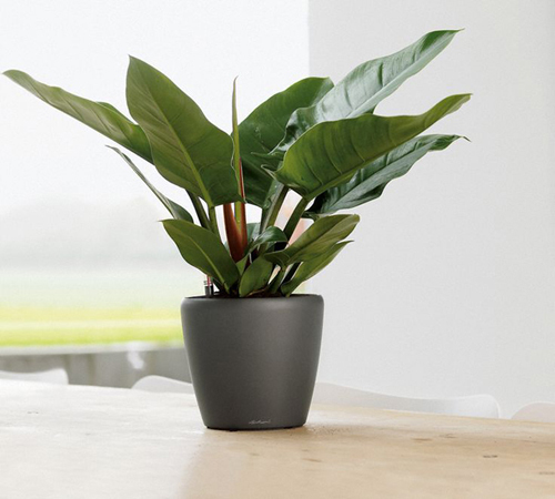 9 loại cây cảnh mini để bàn vừa xinh vừa rước tài lộc đến với chủ nhân