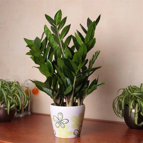 9 loại cây cảnh mini để bàn vừa xinh vừa rước tài lộc đến với chủ nhân