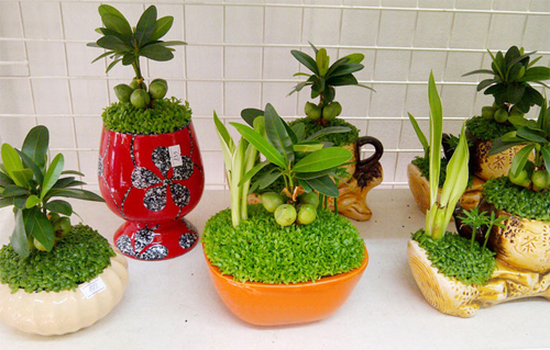 9 loại cây cảnh mini để bàn vừa xinh vừa rước tài lộc đến với chủ nhân