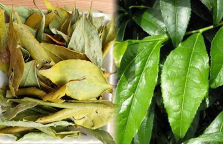che-lá-dung-nghe an