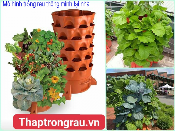 mô hình trồng rau