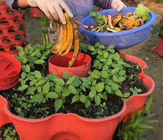 rác hữu cơ làm phân bón