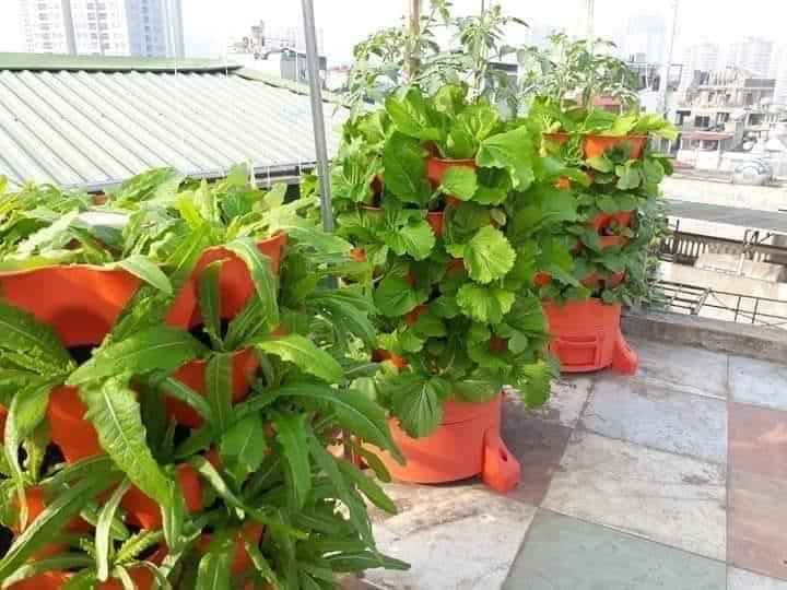 thap rau sạch