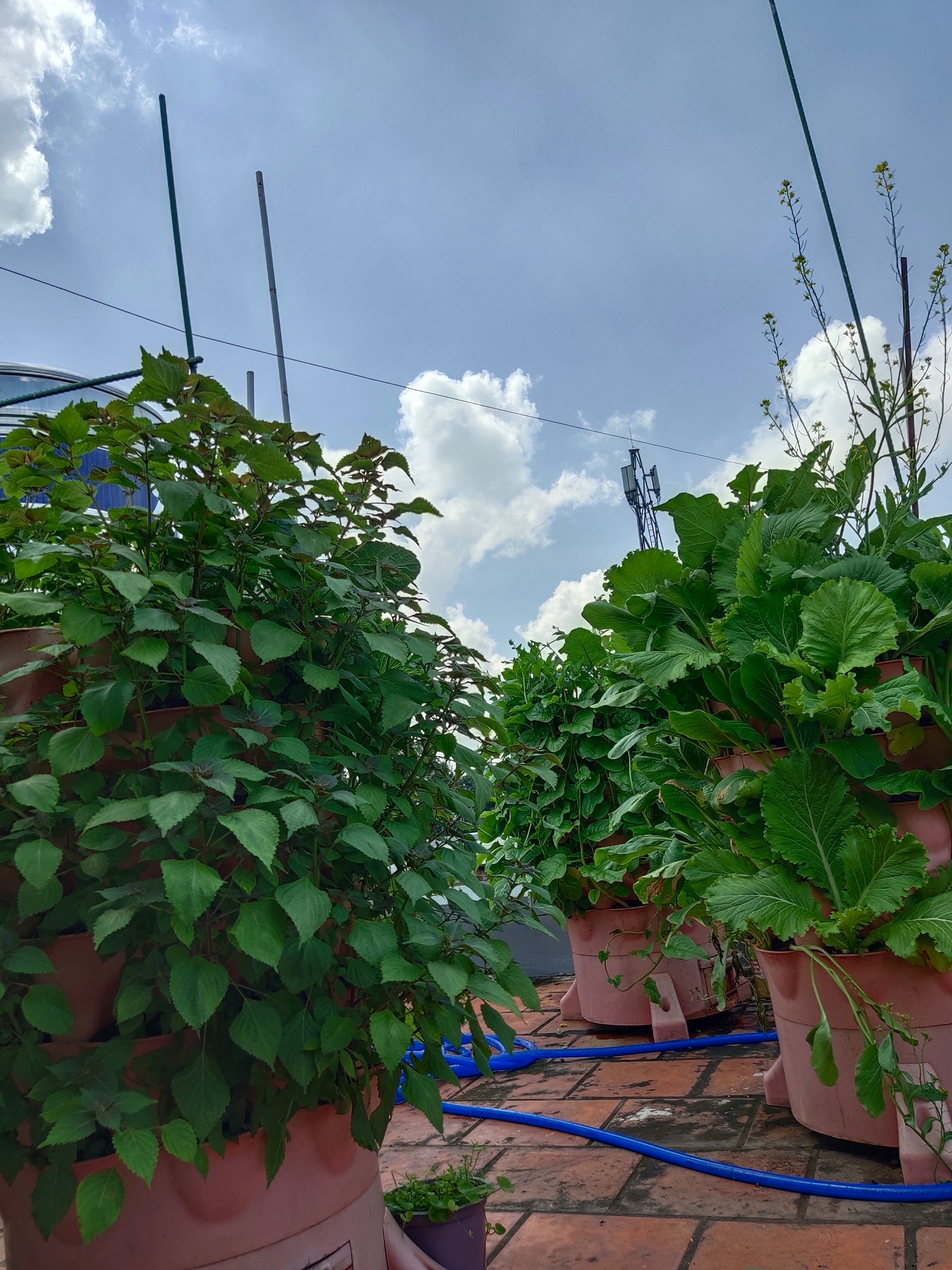 thap-rau-khach-hang