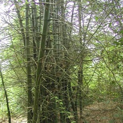 tre gai